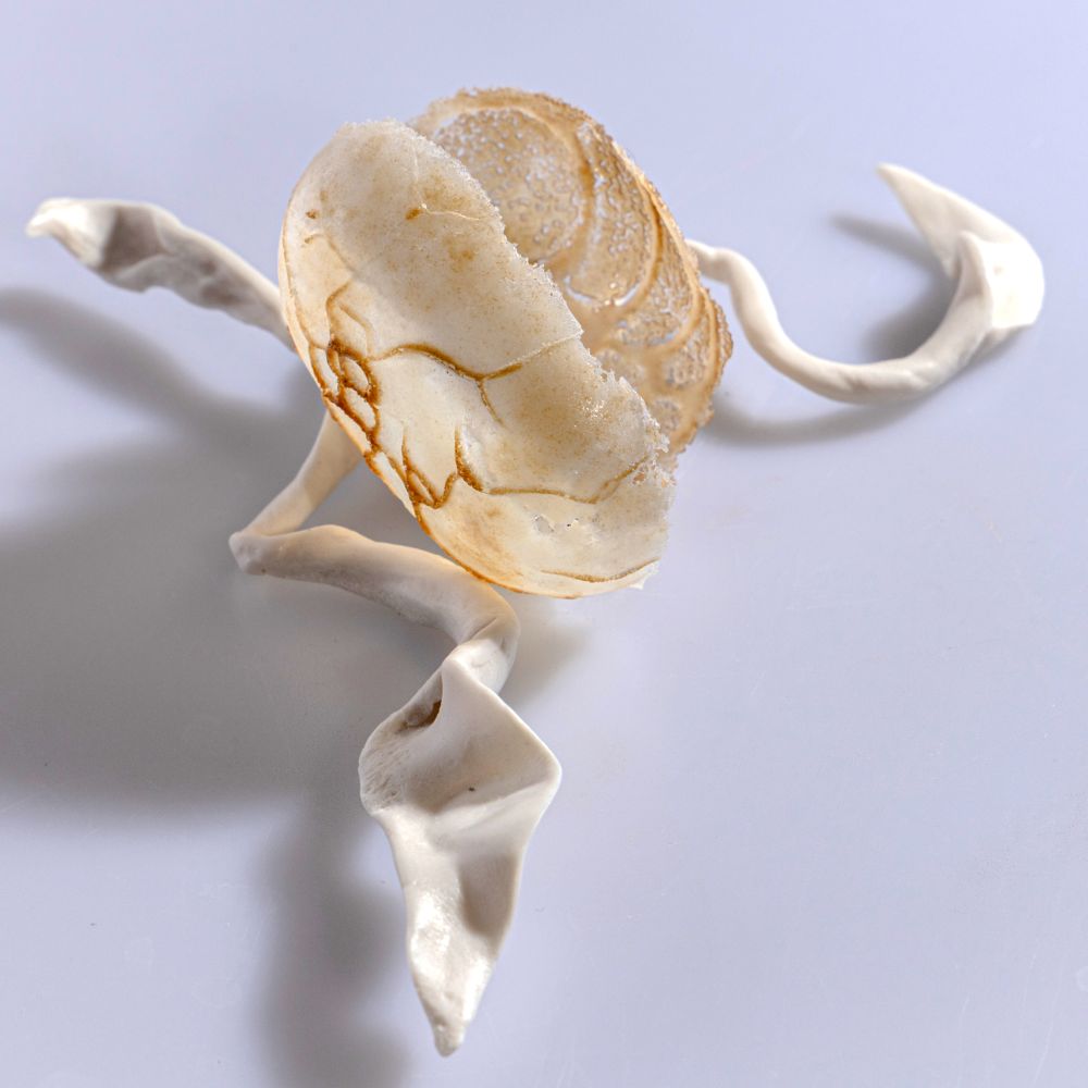 Shell Biomorph